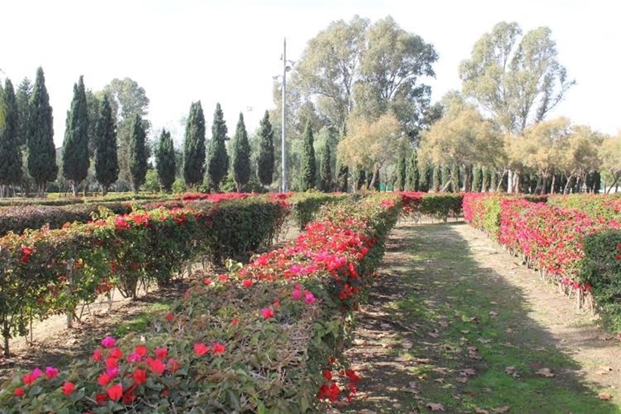 Huelva sanea estanques y abre la pantalla vegetal de cipreses en el Parque de Zafra