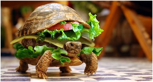 Un chino intenta colar a su tortuga en un avión disfrazada de hamburguesa