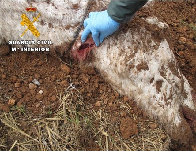 Dos detenidos por matar con una escopeta y enterrar a un caballo en Alpera (Albacete)