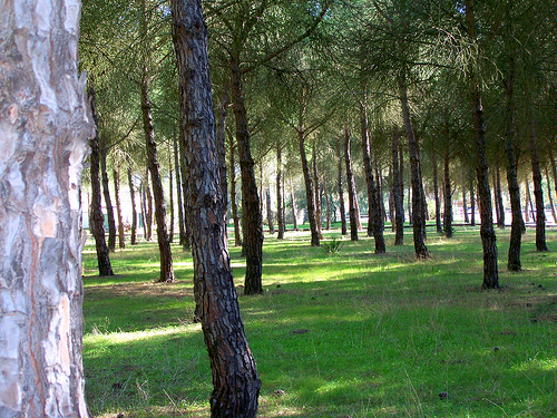 Sostenibilidad desde el corazón de doñana