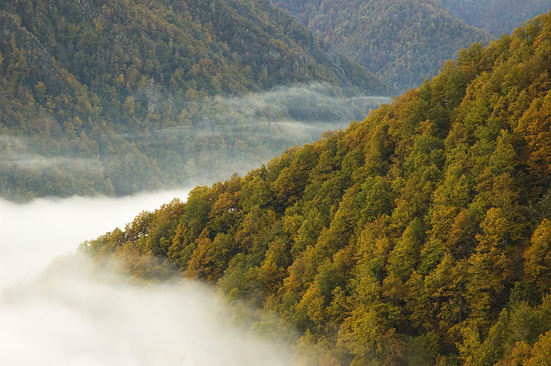 Un cuentacuentos en Navacerrada destinará parte de la recaudación a proyectos de conservación de árboles y bosques