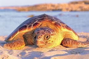 Los hábitos de apareamiento de las tortugas las protegen del cambio climático