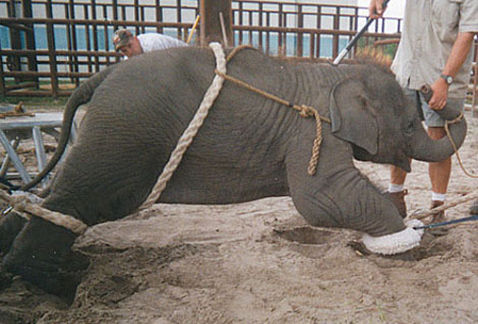 NO a la subvención de circos con animales