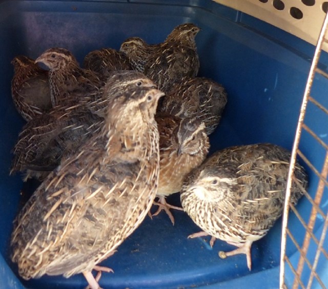 La Policía Canaria descubre una tienda de animales que vendía aves exóticas invasoras en Tenerife