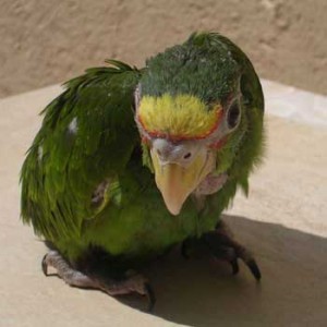 En peligro de extinción tres especies tamaulipecas