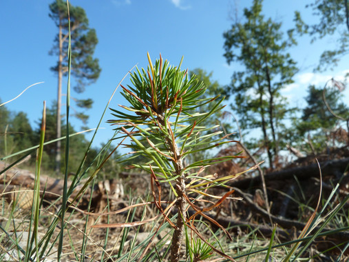 Los bosques mixtos resisten mejor a las amenazas