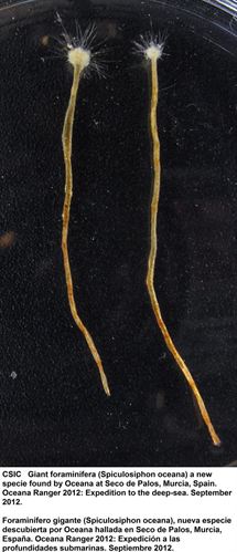 El protozoo gigante que imita a una esponja carnívora