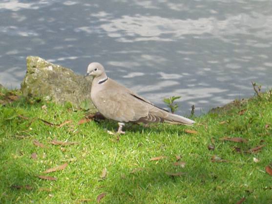 España gana 56 nuevas especies de aves en siete años