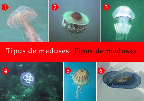 La llegada de las medusas