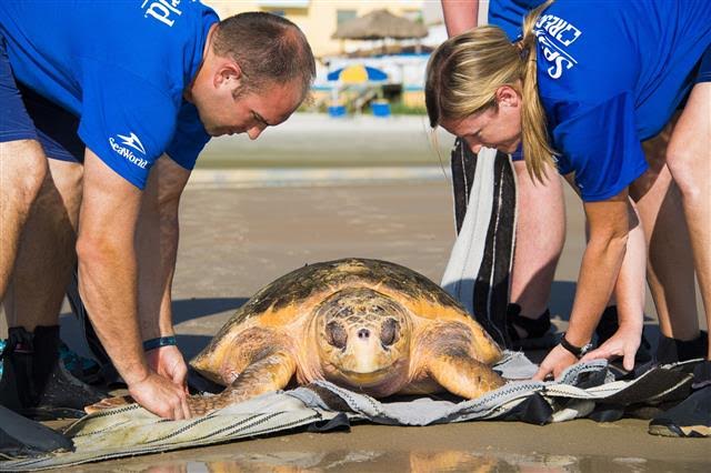 Varadas 41 tortugas marinas en 2017
