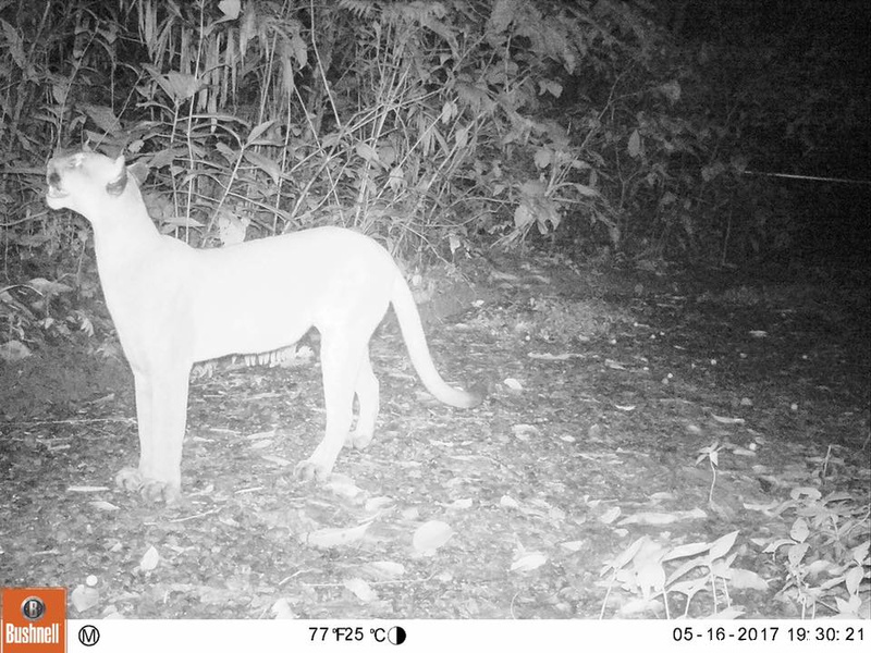 Costa Rica. Ojos ocultos revelan más secretos de vida silvestre en Puriscal
