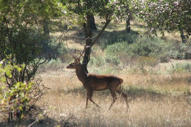Emergencia cinegética en varios municipios de Cuenca por daños causados por ciervo y gamos