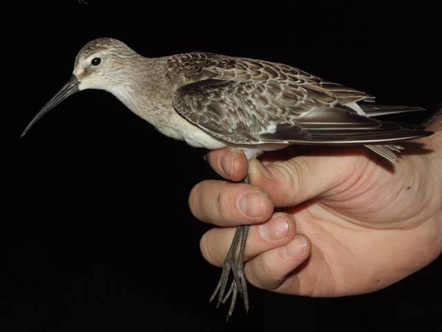 Más de 30 especies de aves impropias de los ecosistemas de Huelva vuelan por la provincia