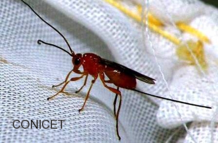 Avispas para controlar la mosca de la fruta en San Juan