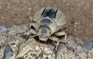 Observatorio de Granadilla invita a Puertos de Tenerife a iniciar las obras tras traslado de 17 escarabajos protegidos
