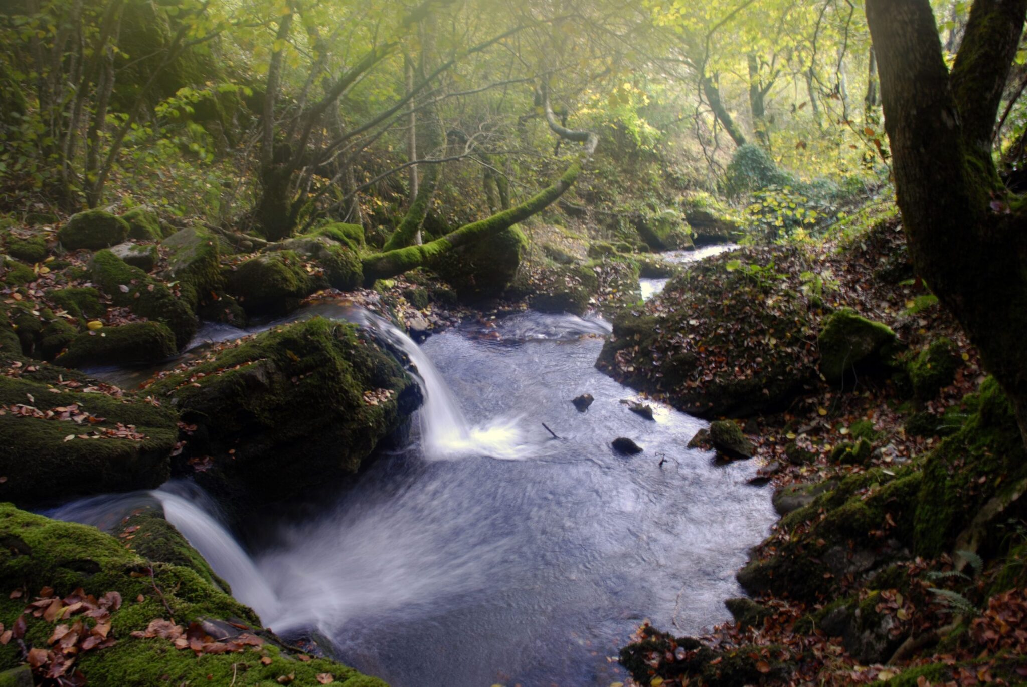 La Reserva de la Biosfera Alto Bernesga acoge 12 especies de flora protegidas