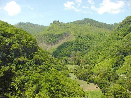 Nuevas técnicas para ampliar el terreno forestal en el área mediterráneo