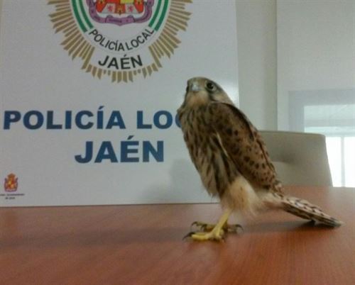 Entregan dos pollos de cernícalo primilla al Centro de Recuperación de Jaén