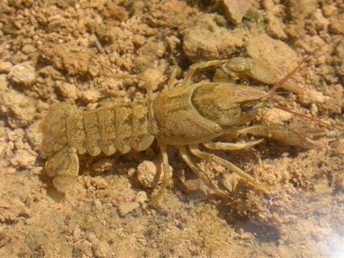 Aragón. El cangrejo autóctono