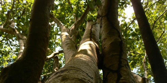 Puerto Rico: "Renacen" dos especies de árboles