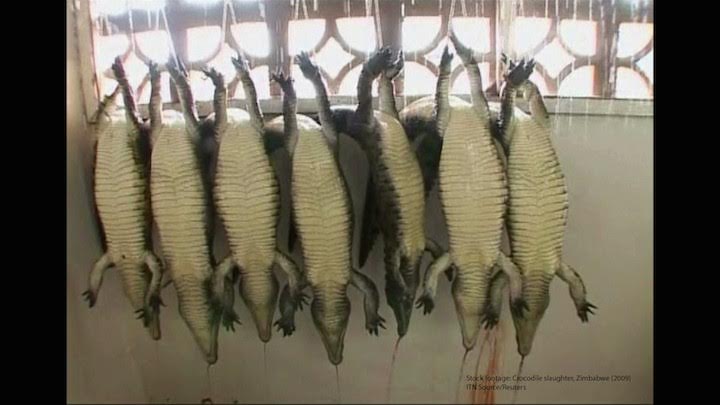 Reptiles convertidos en lujosos bolsos Birkin o correas de reloj (Vea VIDEO)