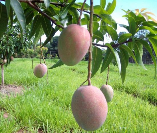 Presentó Cuba avances en producción de frutas