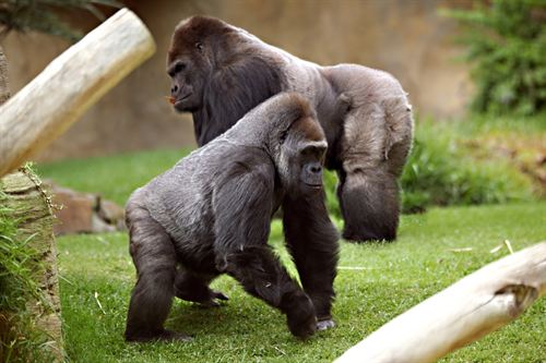 Los primates que viven en amplios grupos son más inteligentes y tienen más habilidades