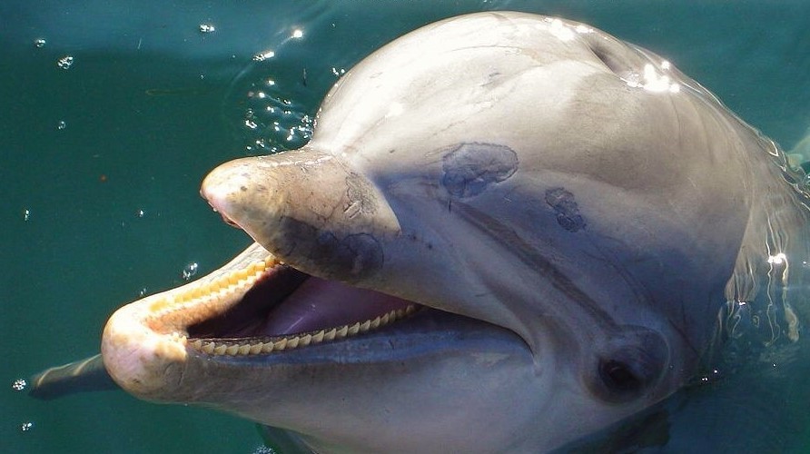 Los delfines que podrían salvar a las vaquitas mexicanas de la extinción