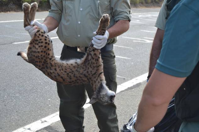 Conoce las medidas del Gobierno para reducir los atropellos de linces
