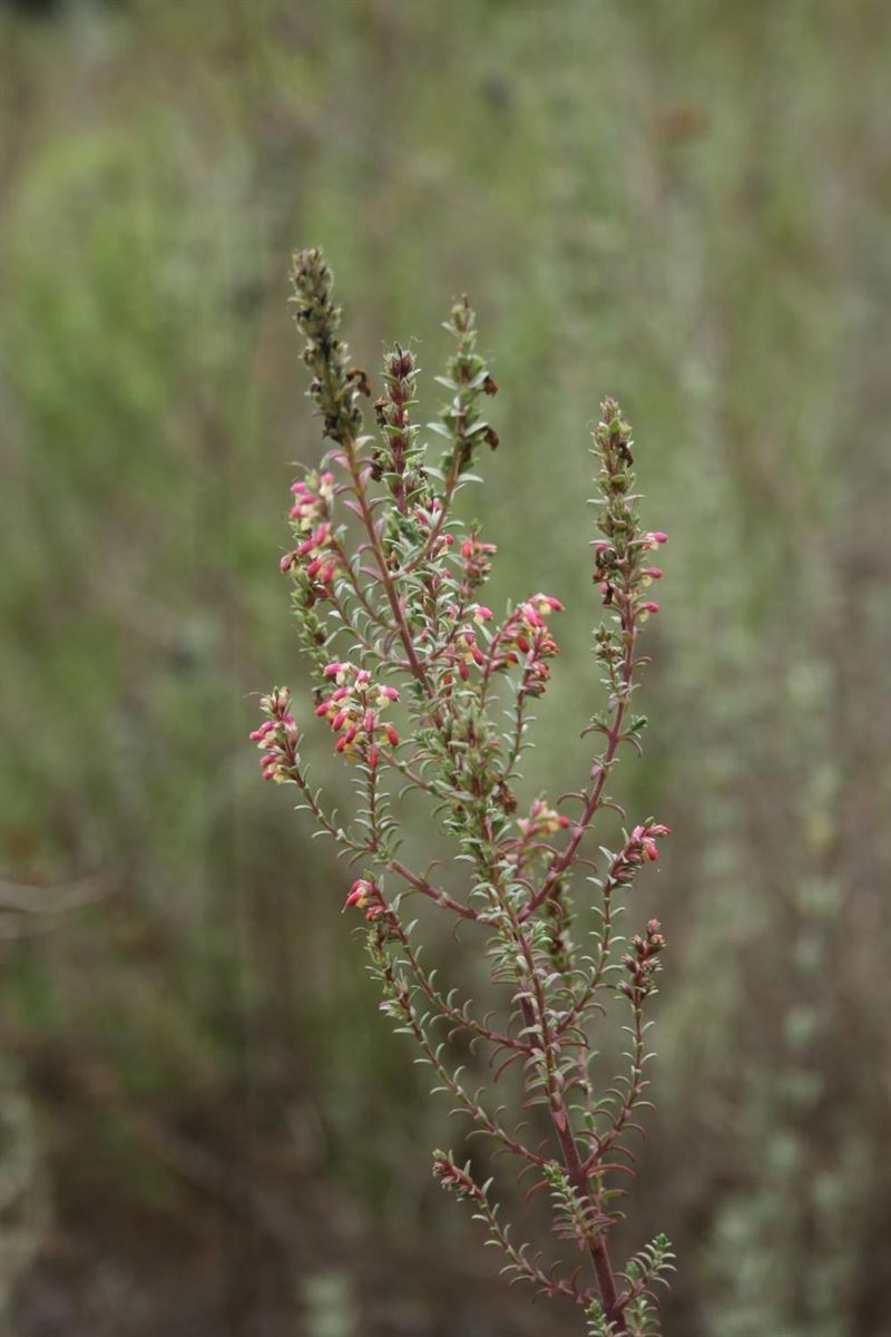 Localizan en la Breña y Marismas del Barbate (Cádiz) el mayor núcleo de la planta Odontiles foliosus