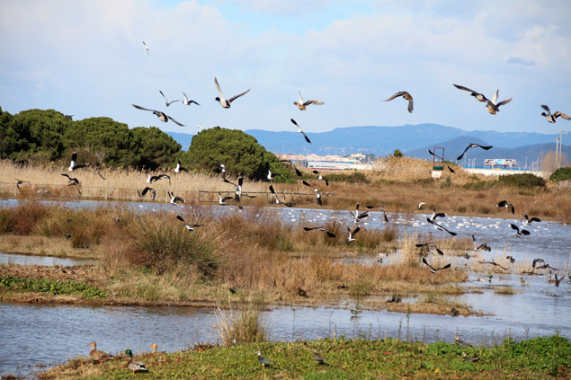 Catalunya quiere reducir el uso de la caza para controlar la fauna en el Delta del Llobregat