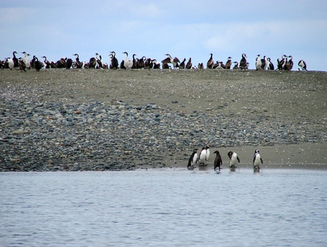 Chile. Consejo de Ministros para la Sustentabilidad aprobó creación de dos nuevas áreas protegidas en las regiones de Los Lagos y Magallanes