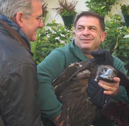 Envían 13 ejemplares de buitre negro andaluces para los Pirineos y Francia