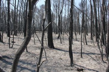 Castilla y León. Extinguido un fuego originado por una colilla en Urbel del Castillo (Burgos) tras quemar 20 hectáreas