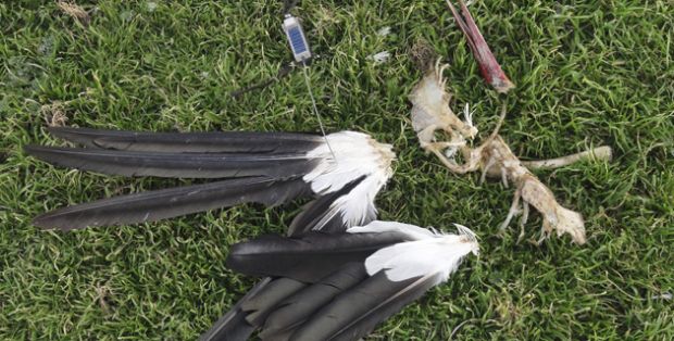 La cigüeña Max muere en Madrid