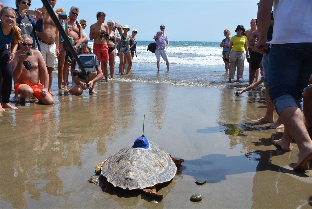 Liberan a la famosa tortuga Terry