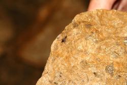 Aparece una nueva especie de insecto única en el mundo en una cueva del Parque Natural de Cazorla