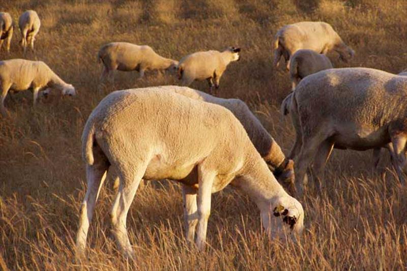 Compensarán a los agricultores y ganaderos de Castilla – La Mancha con actividad en Red Natura