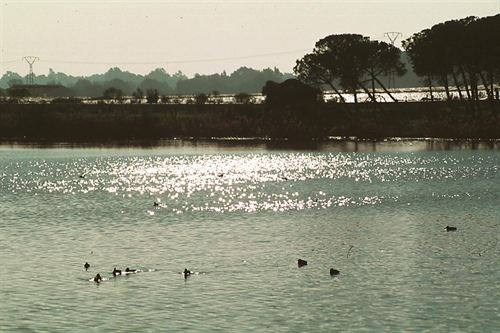 Ecologistas recalcan la importancia de los humedales en Andalucía y exigen un cambio urgente en la gestión del agua