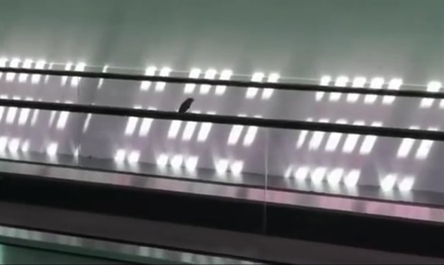 Un pájaro se convierte en el ‘rey’ de las redes sociales (Mira el VIDEO)