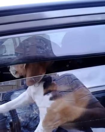 Un perro hace uso del claxon para llamar la atención de su dueño en Rusia (Vea VIDEO)