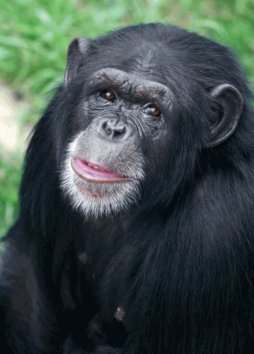 Proyecto Gran Simio consigue el traslado a un santuario del chimpancé Jimmy