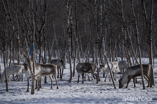 En el Ártico a 50 grados bajo cero y felices