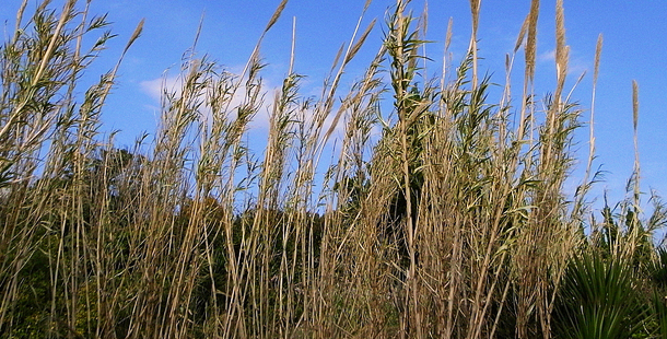 Crean una metodología para producir biomasa de caña de azucar en las tierras marginales salinas