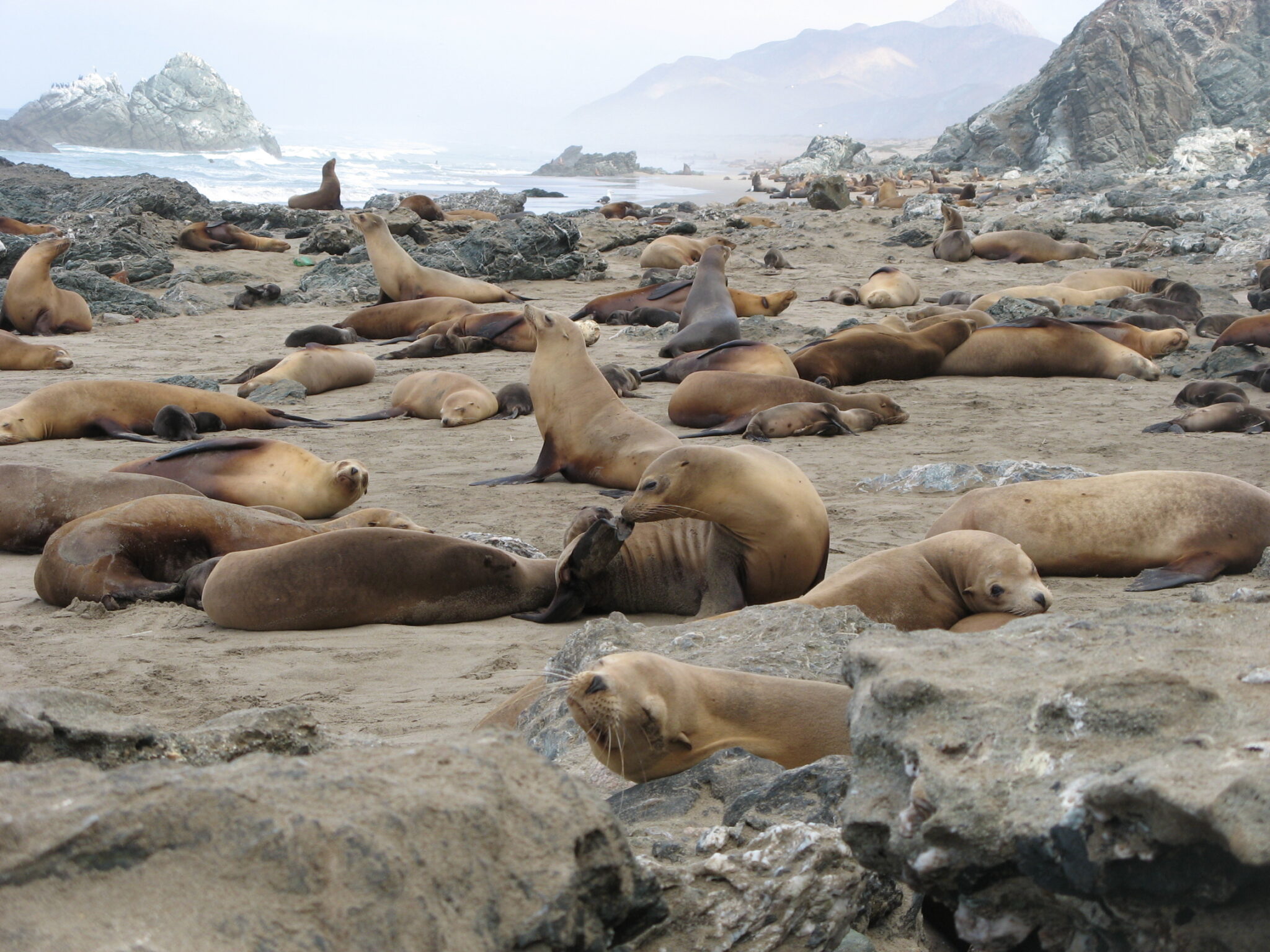 La conducta materna del lobo marino determinada por el medio ambiente