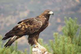 Un águila real