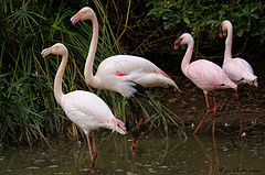 Anillan 600 pollos de flamenco en la laguna de Fuente de Piedra