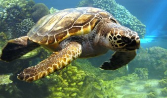 El cuidado de las tortugas comienza en la escuela