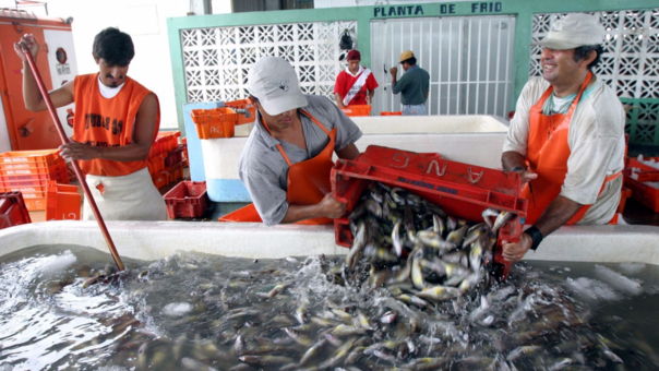 El calentamiento global y las especies marinas en el Perú