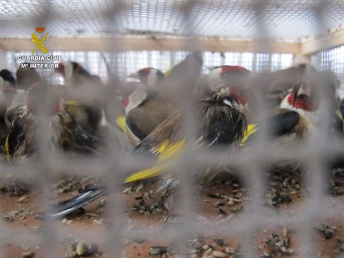 Imputado un hombre por enviar aves fringílidas hacinadas a Barcelona